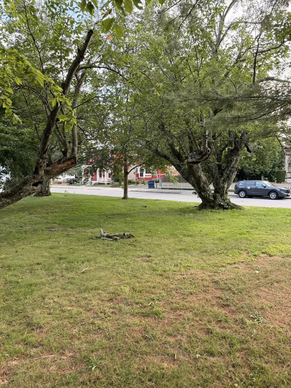 Tree-lined streets in Fall River's residential neighbourhoods.