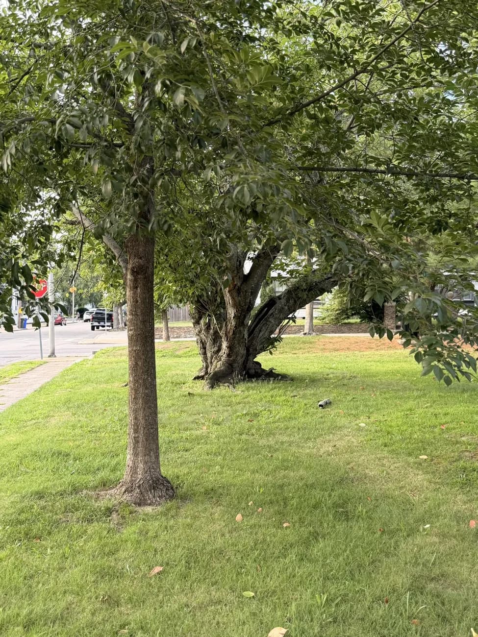 The bark of an old street tree, close up — decades of growth in a city park.