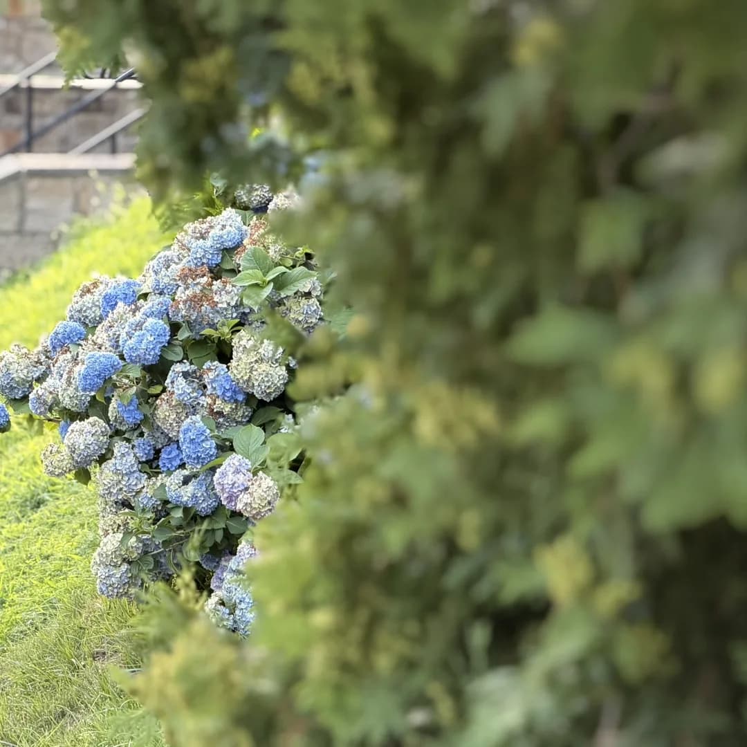 Blue hydrangeas blooming on a grassy slope beside a stone wall in Fall River