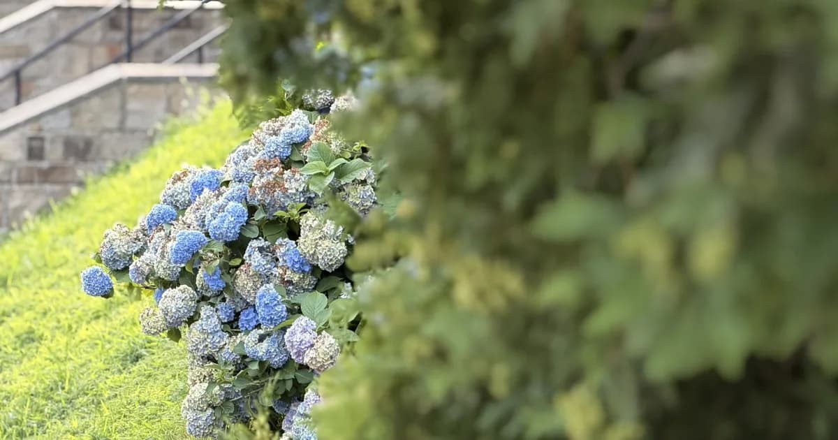 Blue hydrangeas blooming on a grassy slope beside a stone wall in Fall River