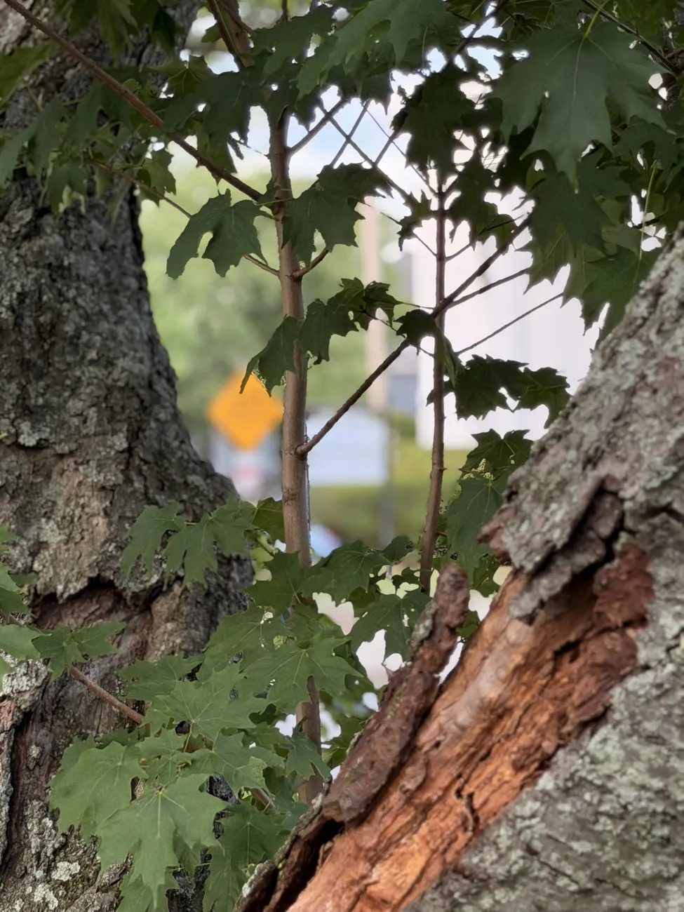 The bark of an old street tree, close up — decades of growth in a city park.