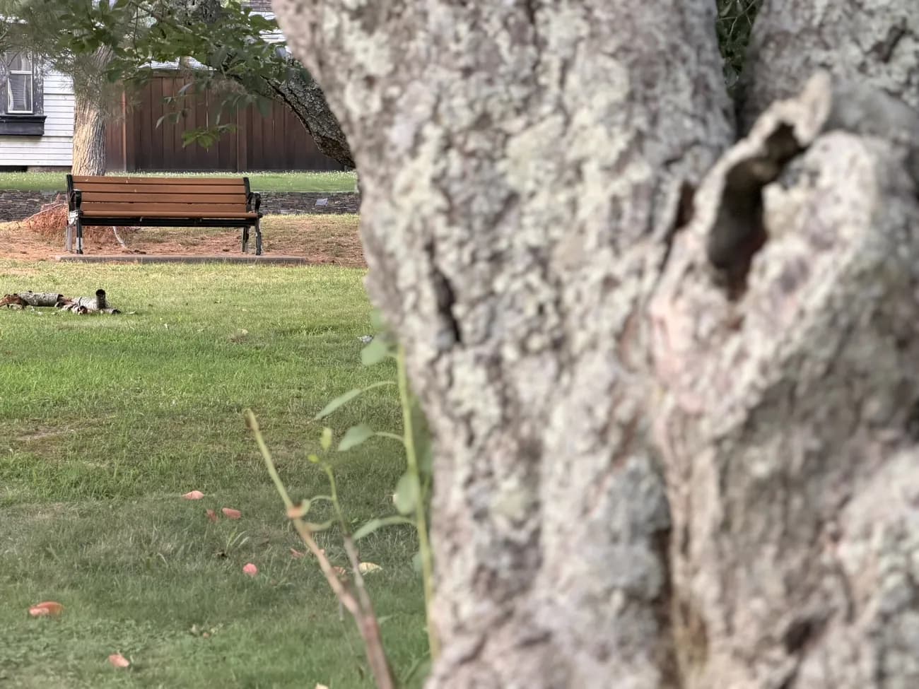 The bark of an old street tree, close up — decades of growth in a city park.