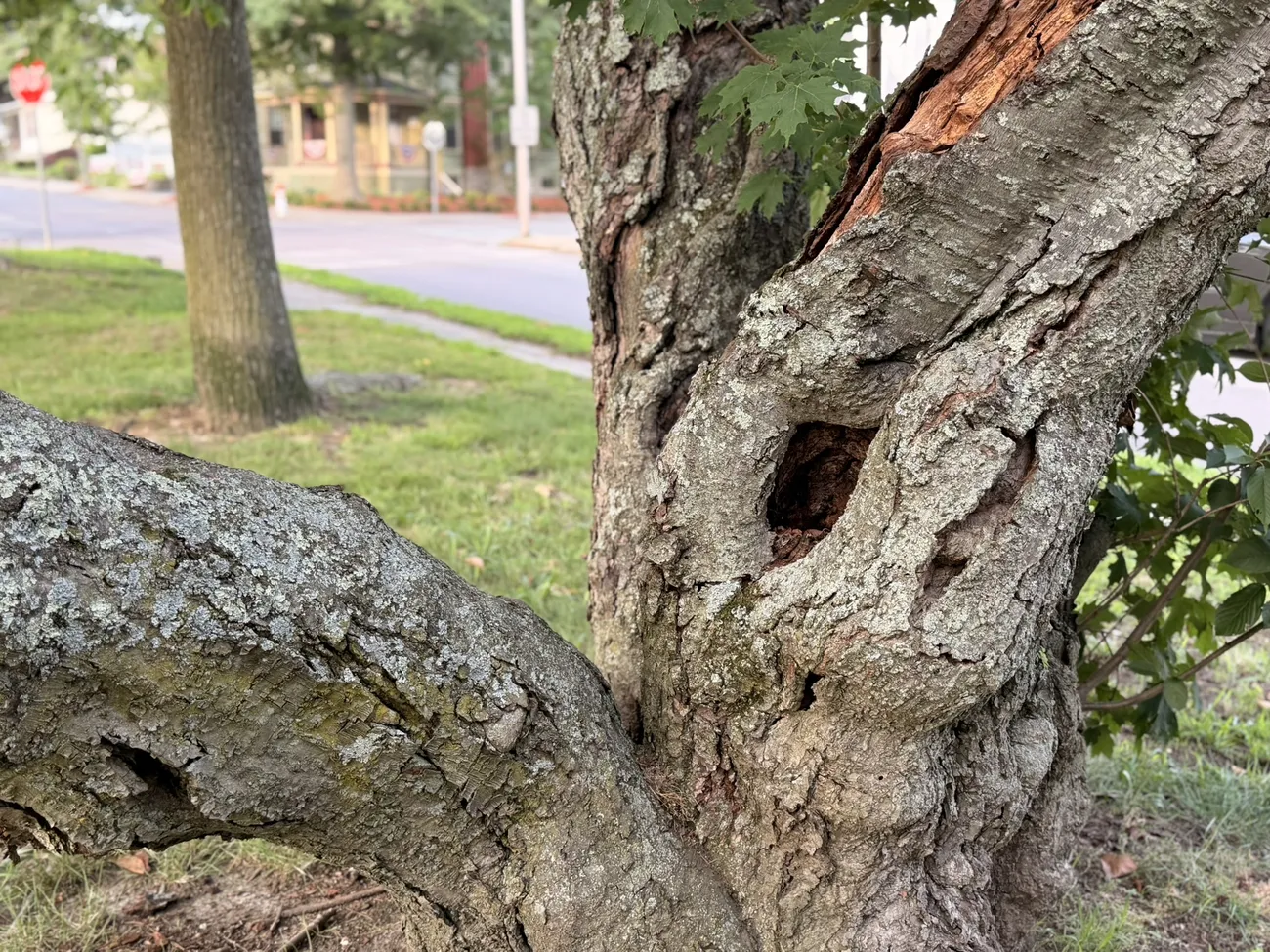 Tree-lined streets in Fall River's residential neighbourhoods.
