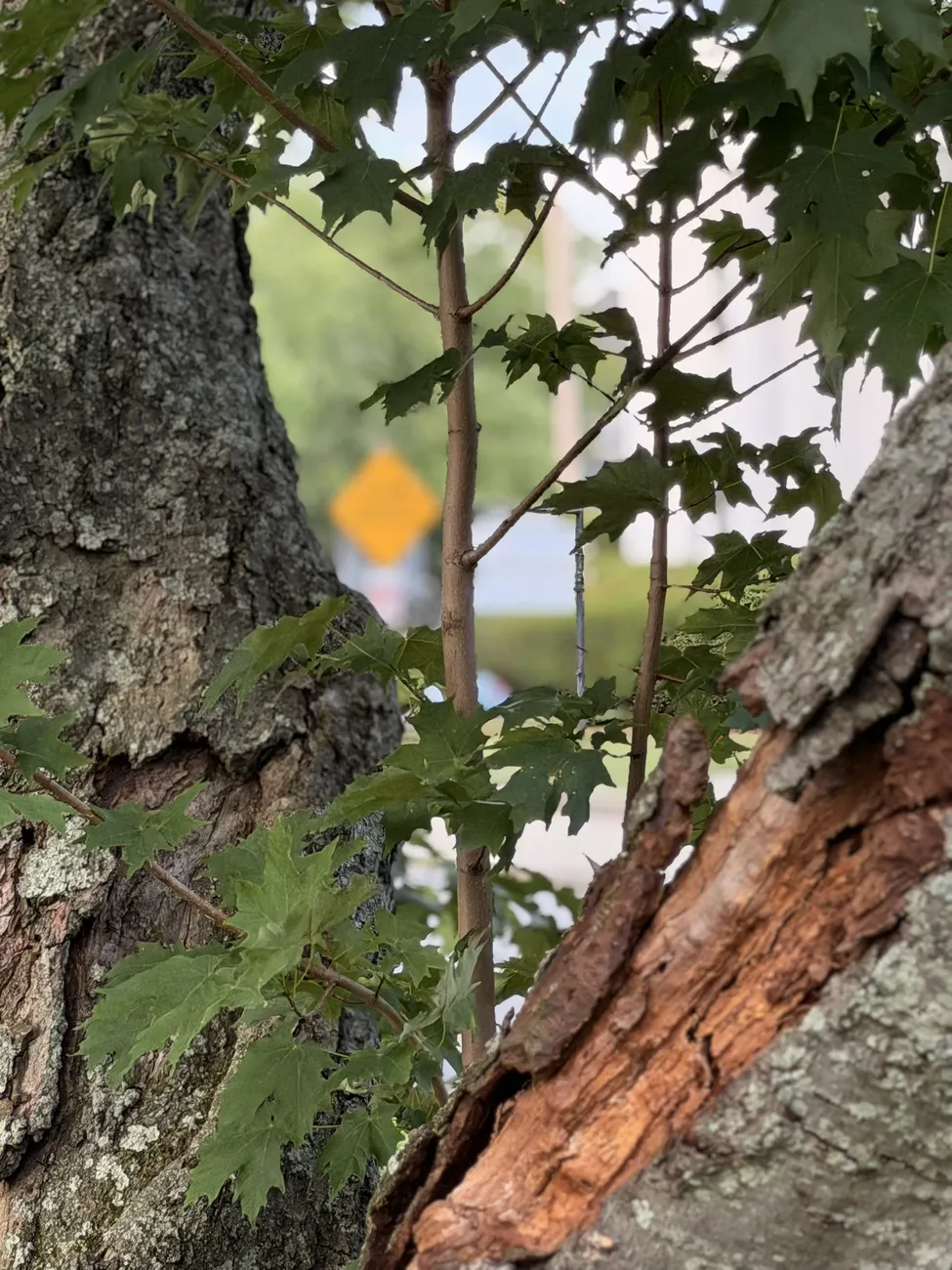 The bark of an old street tree, close up — decades of growth in a city park.