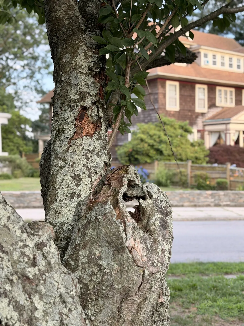The bark of an old street tree, close up — decades of growth in a city park.