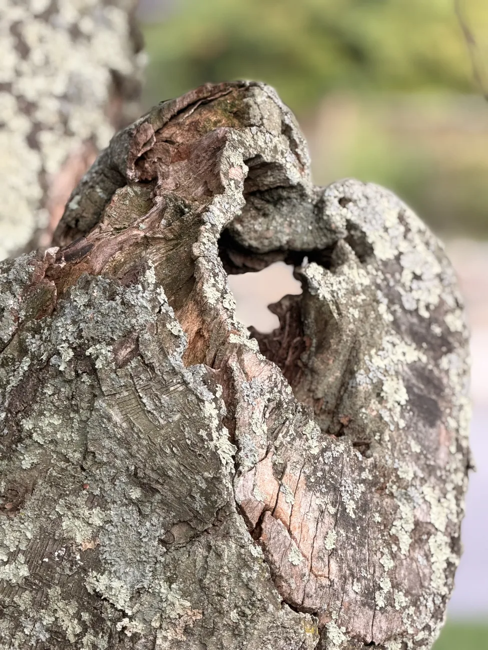 The bark of an old street tree, close up — decades of growth in a city park.