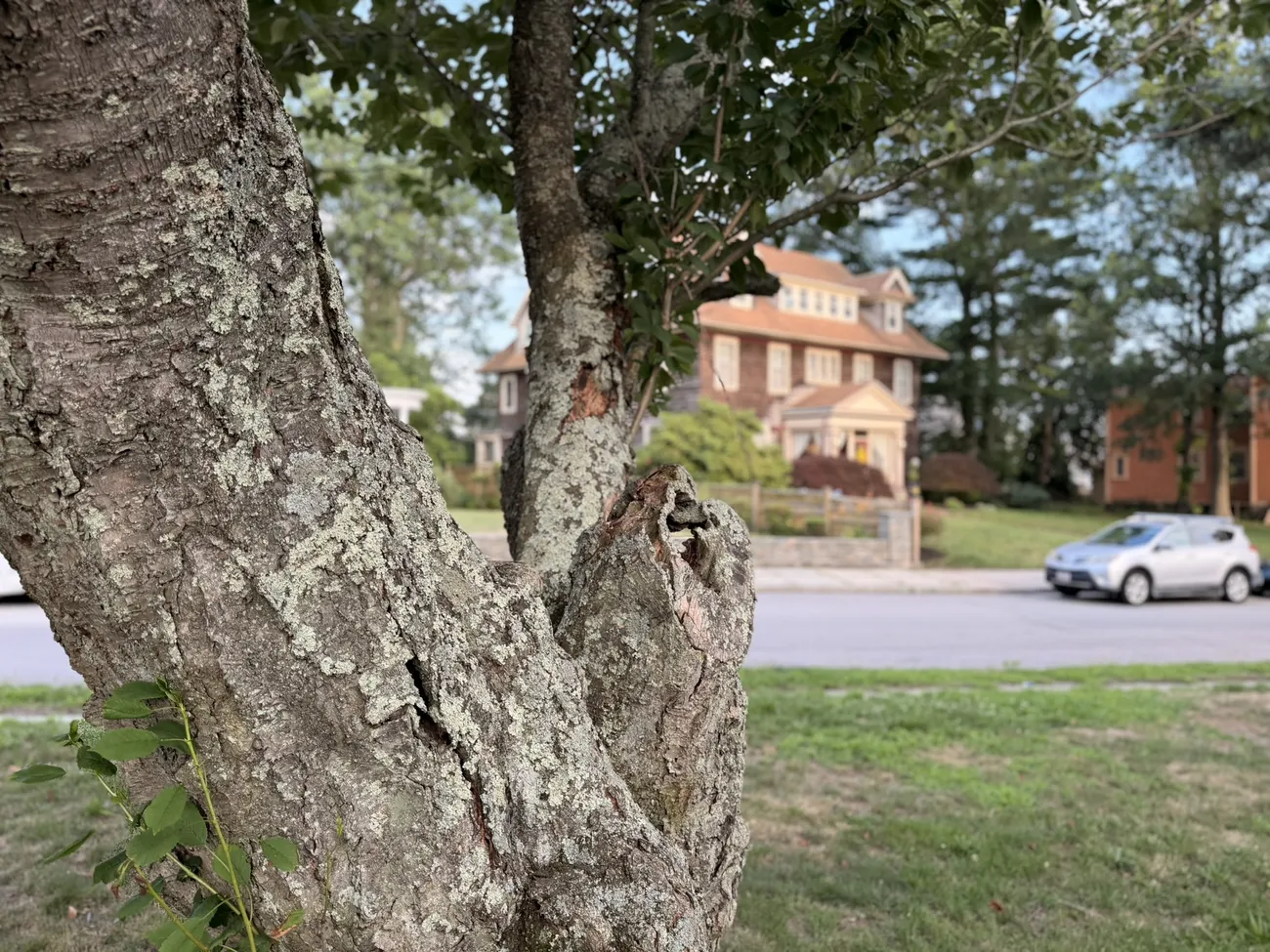 The bark of an old street tree, close up — decades of growth in a city park.