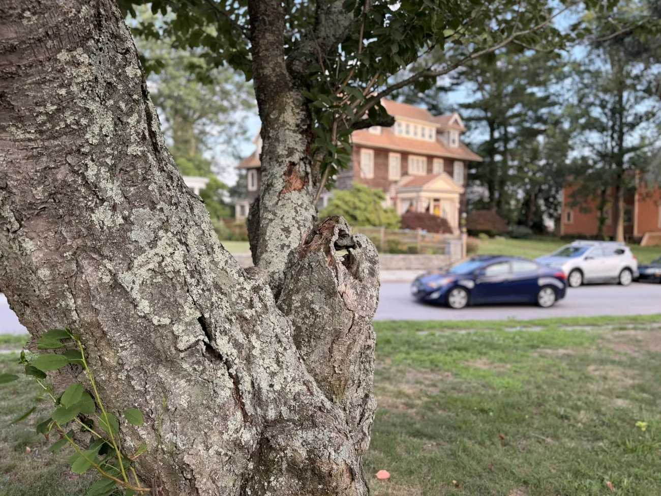 The bark of an old street tree, close up — decades of growth in a city park.