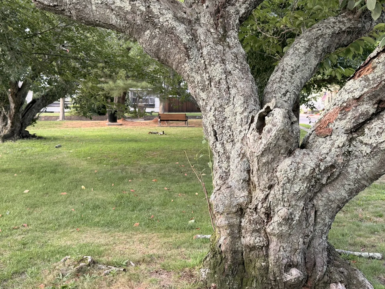 The bark of an old street tree, close up — decades of growth in a city park.