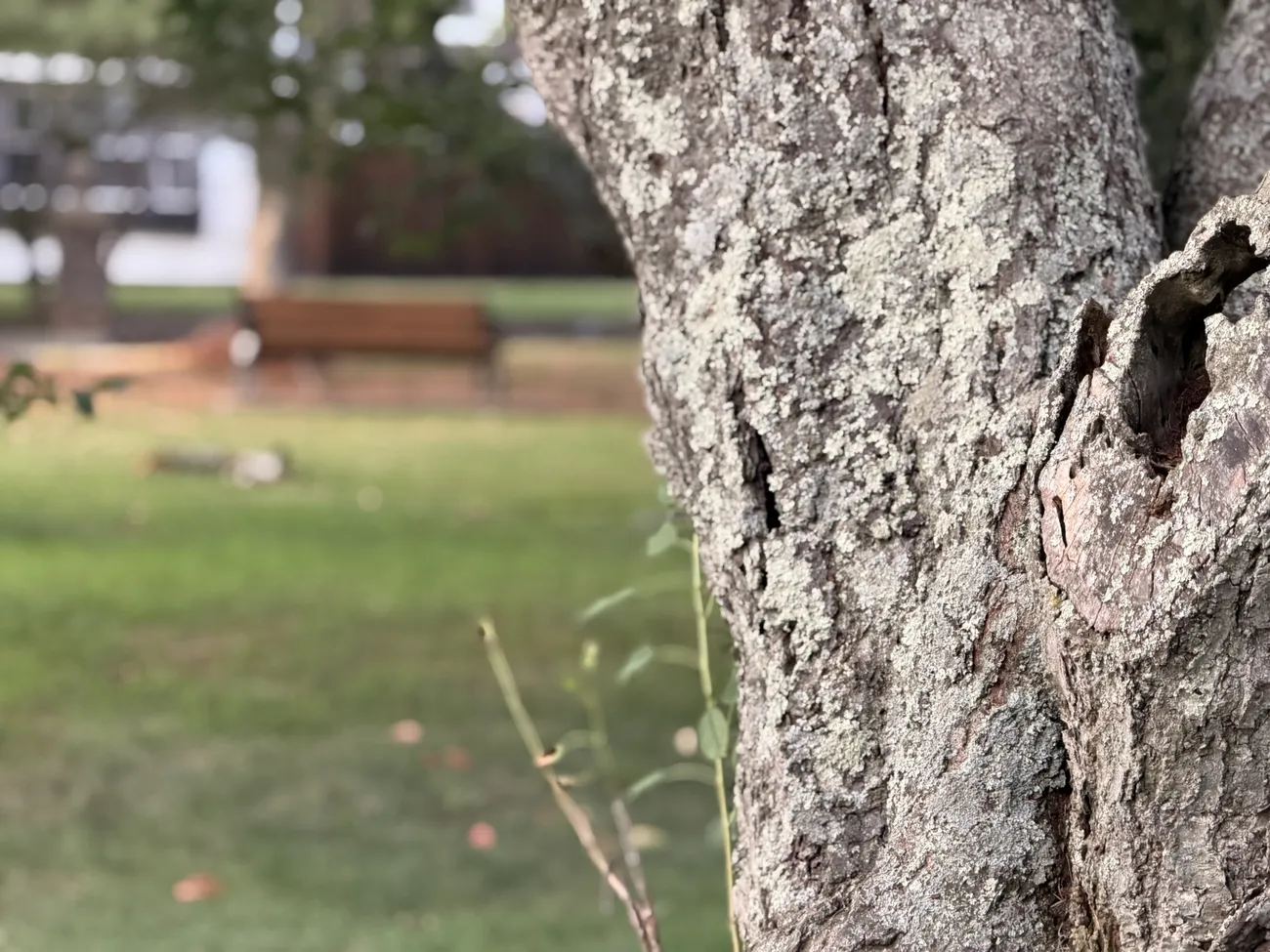 The bark of an old street tree, close up — decades of growth in a city park.