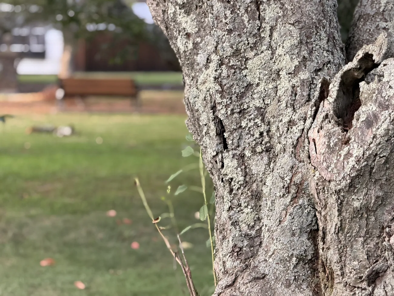 The bark of an old street tree, close up — decades of growth in a city park.