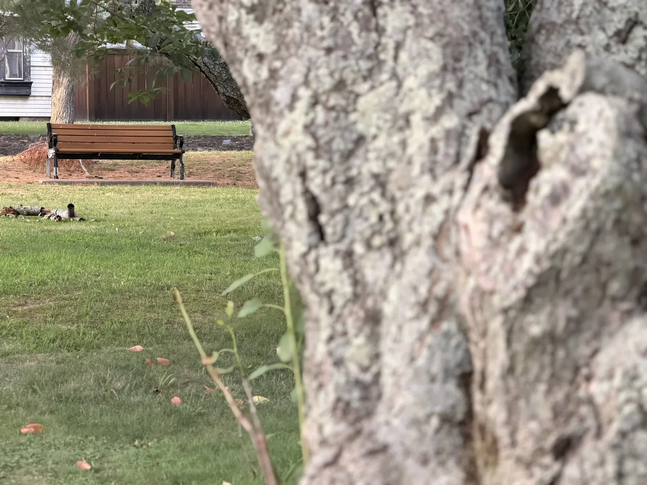 The bark of an old street tree, close up — decades of growth in a city park.