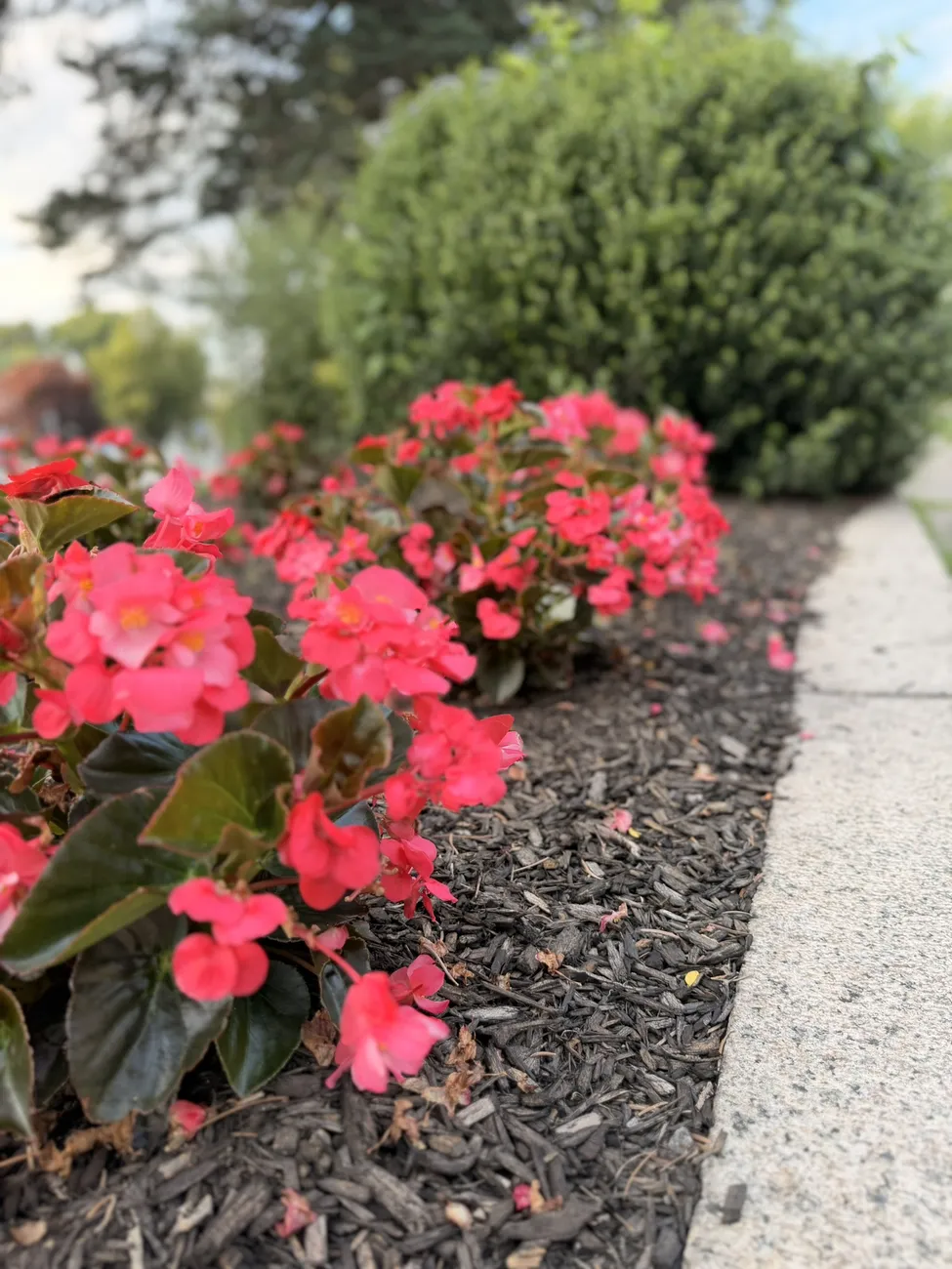 The Historic Highlands marker and a median planted with red begonias.