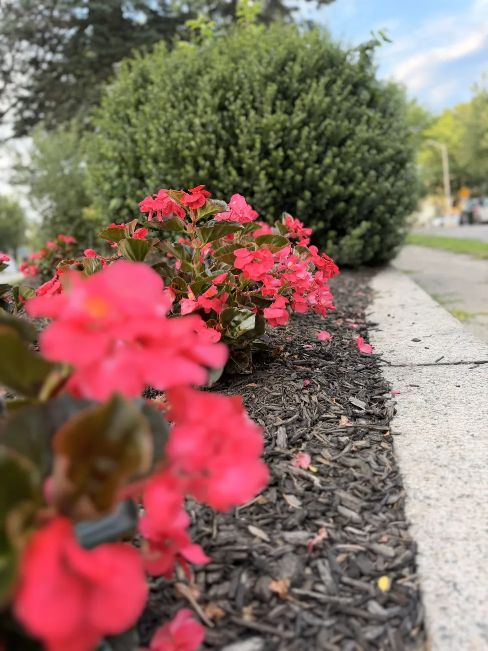The Historic Highlands marker and a median planted with red begonias.