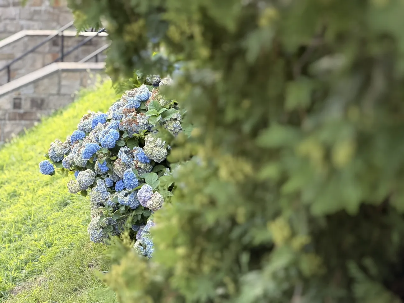 Hydrangeas and greenery in summer, close up.
