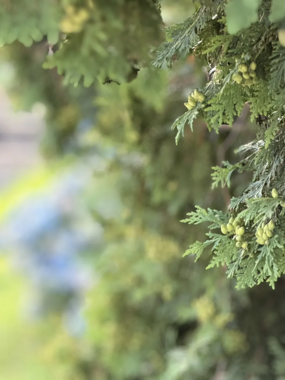 Hydrangeas and greenery in summer, close up.