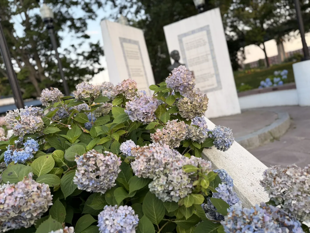 Hydrangeas in bloom around the memorial plaza and its bronze busts.