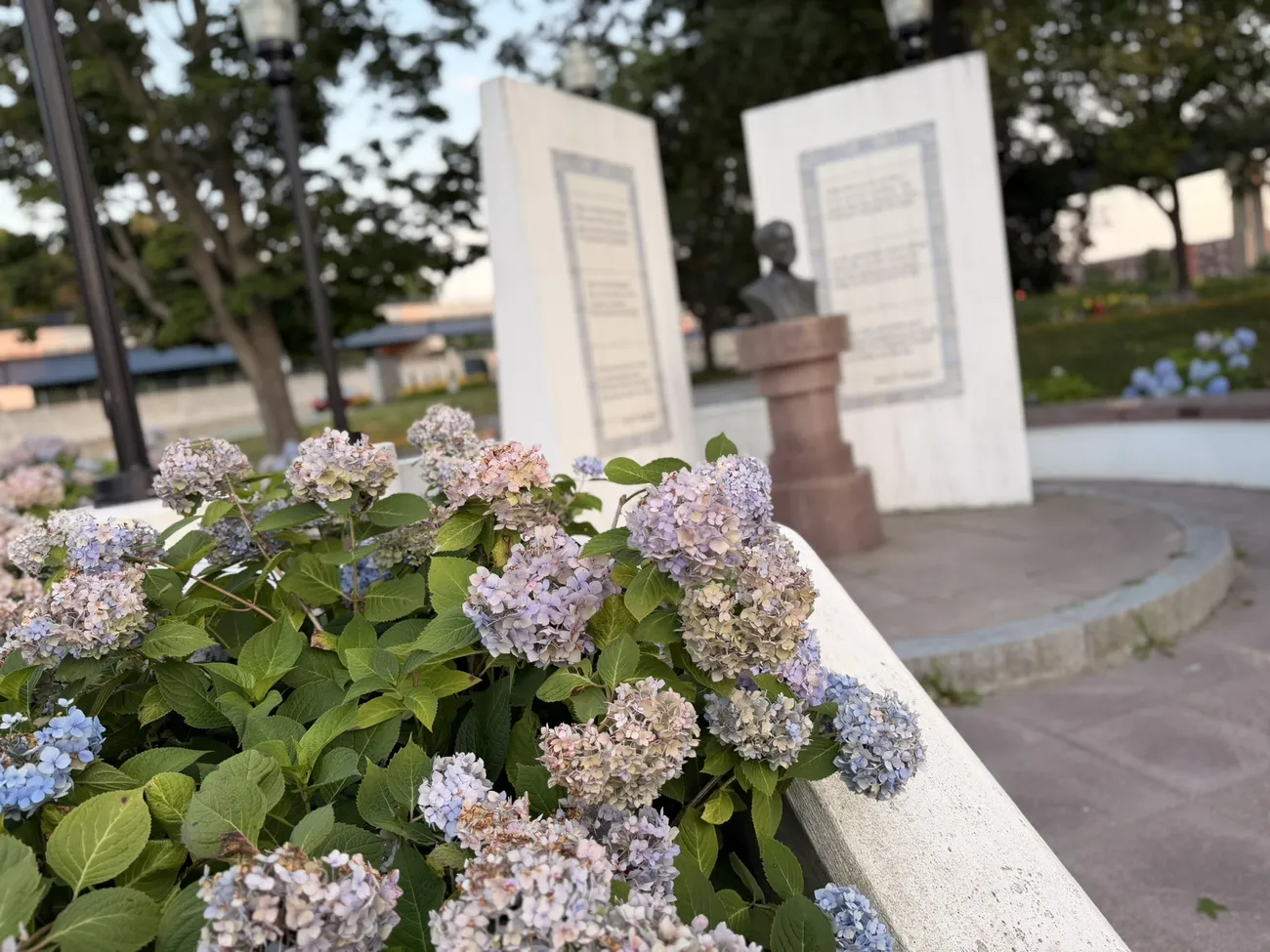 Hydrangeas in bloom around the memorial plaza and its bronze busts.